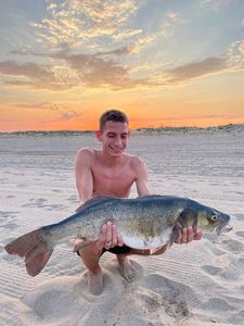 European Bass (Seabass)