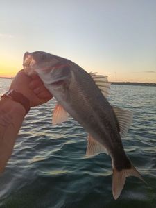 European Bass (Seabass)