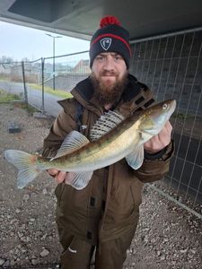Zander