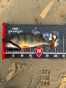 European Perch