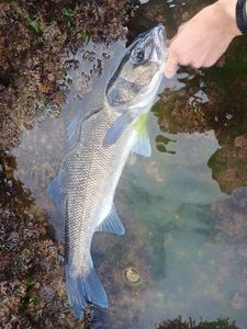 European Bass (Seabass)