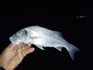 European Bass (Seabass)