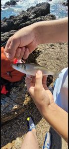 European Bass (Seabass)