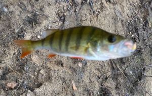 European Perch