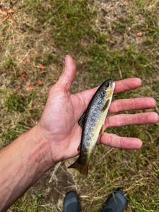 Brown Trout
