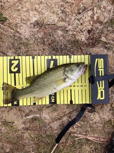 Largemouth Bass