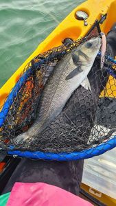 European Bass (Seabass)