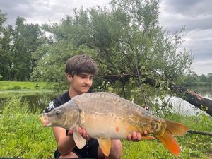 Mirror Carp