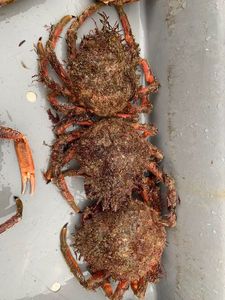 European Spider Crab