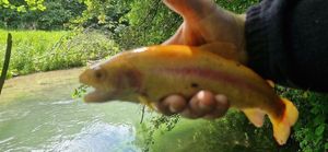 Golden Trout
