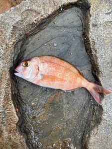 Red Porgy