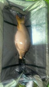 Mirror Carp