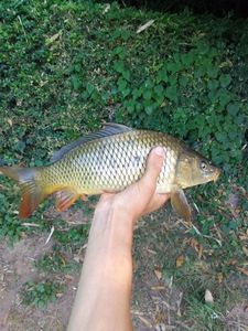 Common Carp