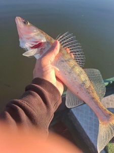Zander