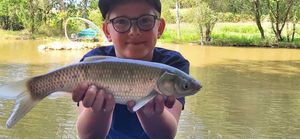 Silver Carp
