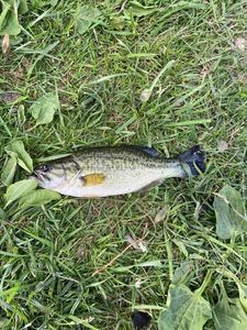 Largemouth Bass