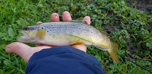 Brown Trout