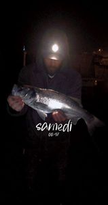 European Bass (Seabass)