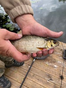 Roach