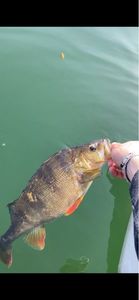 European Perch