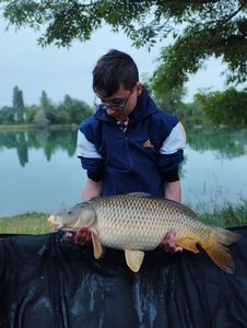 Common Carp