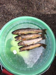 Brown Trout