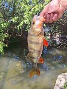 European Perch
