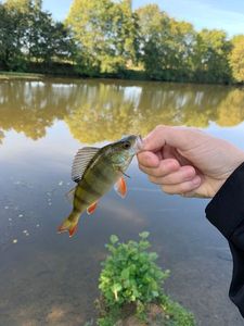 European Perch