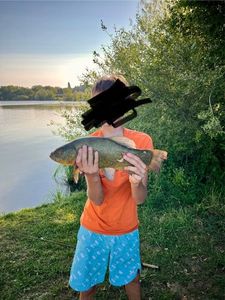 Tench