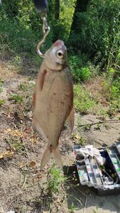 Common Bream