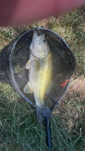 Smallmouth Bass