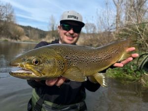 Brown Trout