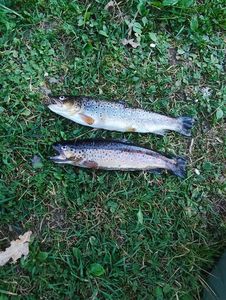 Brown Trout
