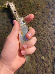Chub