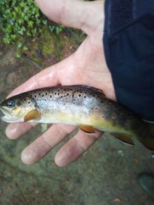 Brown Trout
