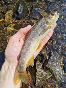 Brown Trout
