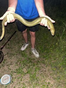 European Eel (Common Eel)