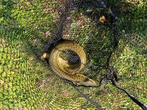 European Eel (Common Eel)
