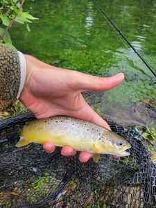 Brown Trout