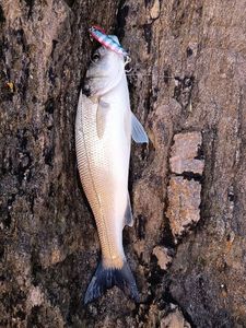 European Bass (Seabass)