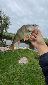 Yellow Perch