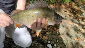 European Perch