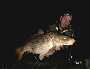 Common Carp