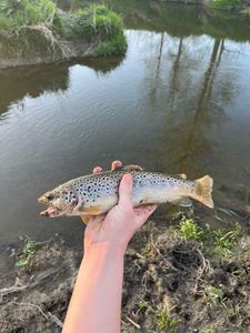 Brown Trout