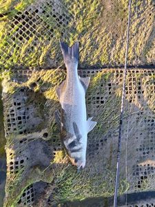 European Bass (Seabass)