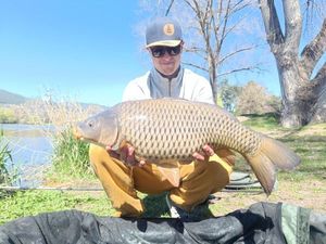Common Carp