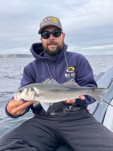 European Bass (Seabass)