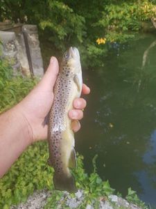 Brown Trout