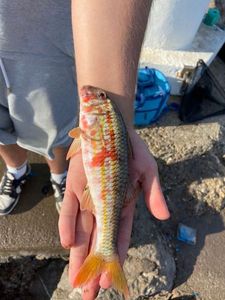 Red Mullet