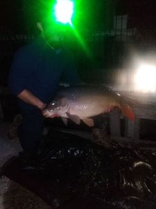 Mirror Carp